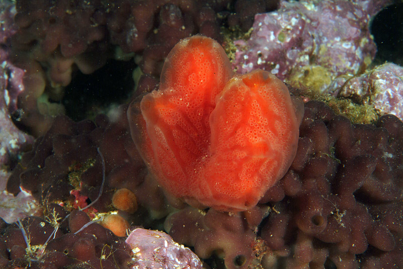 Aplidium sp.